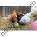 Витамини и минерали за Кокошки и други Птици 3 кг. - Kerbl Peck ball
